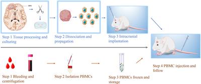 A Novel Mice Model for Studying the Efficacy and IRAEs of Anti-CTLA4 Targeted Immunotherapy